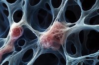 Microscopic view of bone tissue structure showing trabecular network with red blood cells visible within the porous matrix.