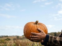Farmer holding large orange pumpkin in field during harvest season, autumn agricultural produce ready for fall celebrations and seasonal decorations.