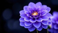 Purple dahlia flower in full bloom with detailed petals against dark background with soft bokeh effect, macro photography showcasing nature's symmetry and beauty.