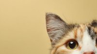 Close-up portrait of adorable calico kitten with bright green eyes and multicolored fur against warm beige background for pet photography and animal content.
