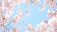 Delicate pink cherry blossom branches frame blue sky in soft spring bloom, creating natural border for seasonal greeting cards and romantic designs.