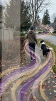 Person walking border collie dog on suburban street with colorful flowing ribbon trail effect creating magical movement path through neighborhood.