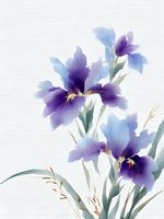 Delicate watercolor iris flowers in purple and blue hues with soft green stems and golden accents on white background, artistic botanical illustration style.