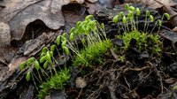 Fresh green moss sprouting through decomposing autumn leaves on forest floor, showcasing natural cycle of growth and renewal in woodland environment.