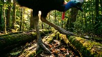 Colorful tropical bird perched on fallen log in lush rainforest with dappled sunlight filtering through dense green canopy creating natural wildlife habitat scene.
