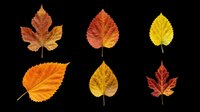 Autumn leaves collection isolated on transparent background, featuring six realistic fall foliage designs in warm orange, red, and yellow tones. Ready for t-shirt designs, clipart, stickers, sublimation, and print-on-demand projects.