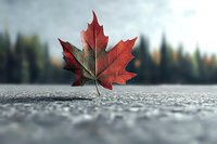 Red maple leaf on textured concrete surface with blurred forest background creates atmospheric autumn mood. Natural seasonal composition with selective focus.