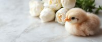 Adorable yellow baby chick sitting near white garden roses on light marble background, spring holiday composition with soft natural lighting and copy space.
