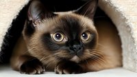 Curious Siamese cat with bright yellow eyes peeks out from cozy white cave bed, showcasing characteristic dark points and seal brown mask against cream-colored fur.