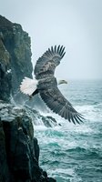 Bald eagle in flight launching from rocky cliff above ocean waves, wings spread wide, hunting and wildlife action scene.