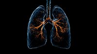 Glowing orange bronchial tree and blue translucent lungs on black background showing detailed respiratory system anatomy for medical visualization and education.