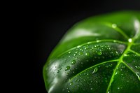 Fresh green leaf with water droplets on dark background, macro photography showing natural veins and moisture pattern. Minimalist nature concept for wellness.