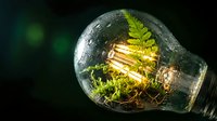 Green energy concept with fern plant growing inside glowing light bulb on dark background symbolizing sustainable electricity and eco-friendly innovation.