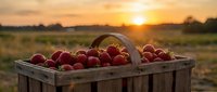Fresh ripe strawberries in a rustic wooden basket at golden sunset over a farm field, warm summer harvest scene.