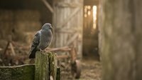 Gray pigeon perched on weathered wooden post in abandoned urban alley with deteriorating stone walls and golden light filtering through doorway, conveying solitude and decay.