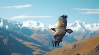Majestic vulture soaring over mountain peaks with spread wings against backdrop of snow-capped mountains and autumn valley in warm sunlight.