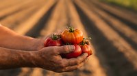 Farmer hands holding fresh ripe tomatoes in agricultural field during golden hour harvest time showcasing organic farming and sustainable agriculture practices.