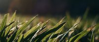 Close-up of fresh green grass blades with morning dew drops glistening in sunlight, ideal for nature and environmental backgrounds.