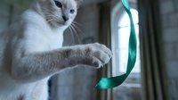 White and gray cat playing with green ribbon toy indoors, playful pet interaction and entertainment for feline enrichment.