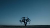 Solitary bare tree standing in vast empty field against clear blue sky, minimalist landscape composition for nature and environmental themes.