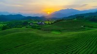Rolling green tea plantation terraces on mountainside at golden sunset, aerial view of agricultural landscape with farm buildings nestled among verdant hills.