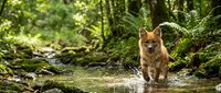 Orange tabby cat walking through shallow forest stream surrounded by lush green ferns and moss-covered logs in natural woodland habitat.