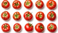 Fresh ripe red tomatoes with green stems arranged in neat rows on white background, top view. Isolated organic vegetables for food packaging and design.