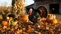 Wild turkey male with distinctive red and blue head displaying in autumn harvest setting surrounded by pumpkins, corn stalks and fallen leaves near rustic barn, suitable for fall seasonal marketing and thanksgiving themes.