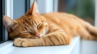 Peaceful ginger cat sleeping on windowsill in soft natural daylight, head resting on paws with serene expression, showing typical feline relaxation behavior.