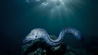 Spotted moray eel swimming through coral reef with dramatic sunlight rays penetrating deep blue ocean water creating mystical underwater atmosphere.