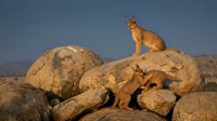 Mountain lions resting on desert rocks during golden hour sunset with clear blue sky background in arid wilderness landscape for wildlife photography.