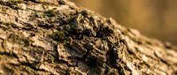 Detailed close-up of rough tree bark texture showing natural brown patterns and deep crevices in warm sunlight for organic backgrounds.