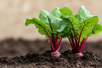 Young beet plants growing in rich soil showing purple stems and fresh green leaves, organic gardening concept for sustainable agriculture and farming.