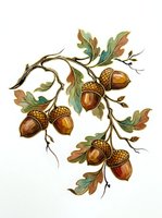 Oak branch with acorns and autumn leaves isolated on white background, suitable for fall designs, educational materials, botanical illustrations, and seasonal decorative projects.