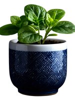 Fresh green peperomia plant with glossy round leaves growing in decorative navy blue ceramic pot featuring geometric pattern design on white background.