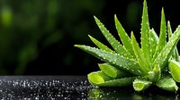 Fresh green aloe vera plant with water drops on dark background, natural skincare and wellness concept for spa and cosmetic design.
