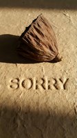 Dried seed pod resting on textured paper with embossed word Sorry, warm earthy tones, apology and forgiveness concept photography.
