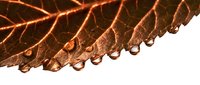 Macro shot of dried leaf edge with water droplets isolated on white background, suitable for nature designs and botanical projects.