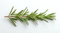 Fresh rosemary sprig with green needle-like leaves isolated on white background for culinary herbs, cooking ingredients and natural seasoning designs.