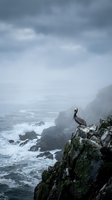 Pelican perched on rocky cliff overlooking stormy ocean waves with dramatic cloudy sky and coastal landscape for nature and wildlife themes.