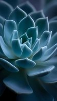 Close-up macro view of blue-toned succulent plant with thick fleshy leaves arranged in geometric rosette pattern creating natural abstract botanical composition.