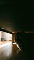 Black cat with glowing eyes hiding under furniture in dimly lit room with warm wooden floor and window light creating atmospheric indoor pet scene.