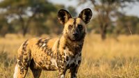 African wild dog standing in golden savanna grassland during sunset with acacia trees in background for wildlife photography and nature conservation projects.