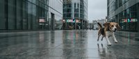 Beagle dog standing alone on wet urban plaza during rainy day with modern glass buildings and city traffic in background.