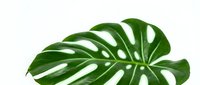 Isolated green monstera leaf with natural splits and holes on white background, ready for design projects, web graphics, and botanical illustrations.