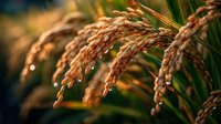 Close-up of golden rice grains on stalks in a paddy field during harvest season, showcasing agricultural abundance in warm sunset light.