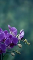 Purple orchid flowers blooming with soft blurred teal background for spa wellness and natural beauty concepts.
