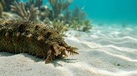 Marine iguana resting on sandy ocean floor with coral reef background in tropical underwater environment for wildlife and nature projects.