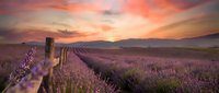 Lavender field at sunset with wooden fence post and purple flowers blooming in rows under dramatic orange and pink sky creating peaceful rural landscape scene.