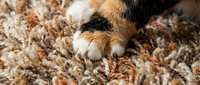 Close-up of a cat's paws on a textured brown and beige carpet or rug, showing soft fur and claws for pet care and home decor.